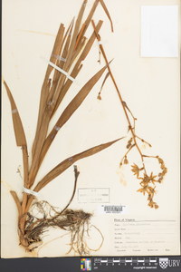 Zigadenus glaberrimus image