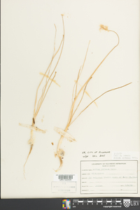 Allium cernuum image