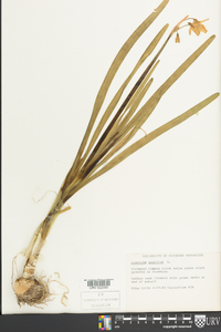 Leucojum aestivum image