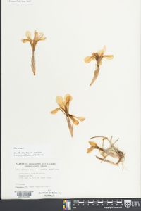 Iris verna image