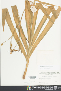 Iris domestica image