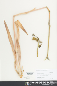 Iris germanica image