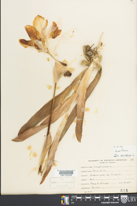 Iris germanica image