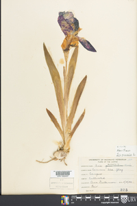 Iris germanica image