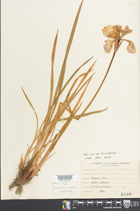 Iris prismatica image