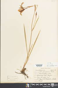 Iris prismatica image