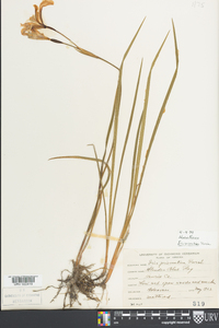 Iris prismatica image