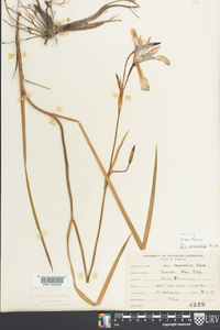 Iris prismatica image