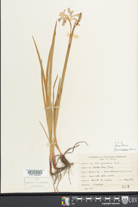 Iris prismatica image