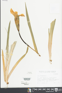 Iris pseudacorus image