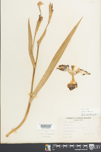 Iris pseudacorus image