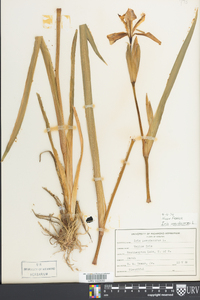 Iris pseudacorus image