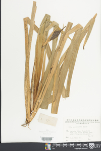 Iris speculatrix image