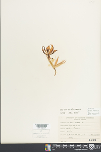 Iris verna image