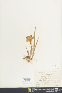 Iris verna image