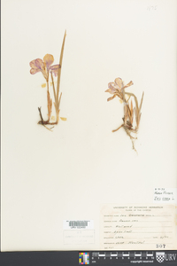 Iris verna image