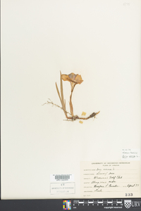 Iris verna image