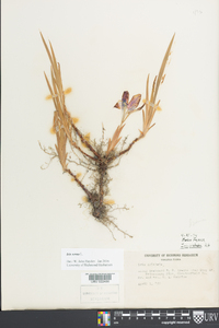 Iris verna image