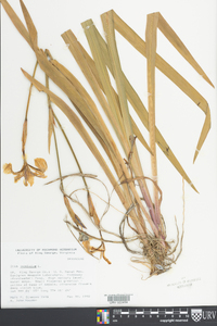 Iris versicolor image