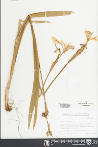 Iris virginica image