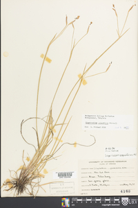 Sisyrinchium atlanticum image