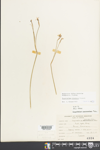 Sisyrinchium atlanticum image