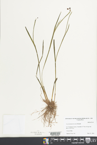 Sisyrinchium fuscatum image