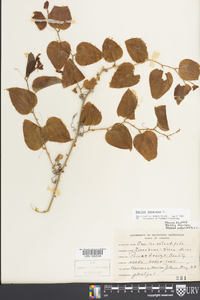 Smilax bona-nox image