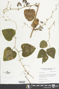 Smilax bona-nox image