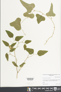 Smilax bona-nox image