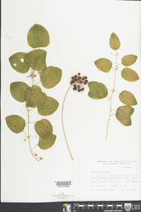 Smilax herbacea image