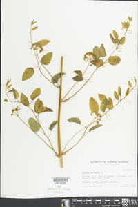 Smilax herbacea image