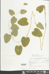 Smilax herbacea image