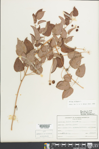 Smilax herbacea image