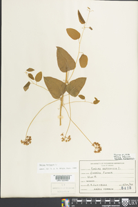 Smilax herbacea image