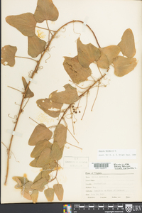 Smilax herbacea image