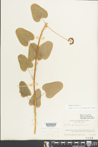 Smilax herbacea image