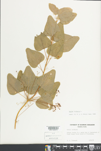 Smilax herbacea image
