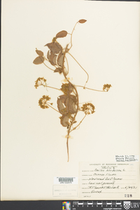 Smilax herbacea image