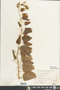Smilax herbacea image