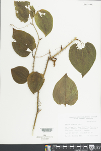 Smilax tamnoides image