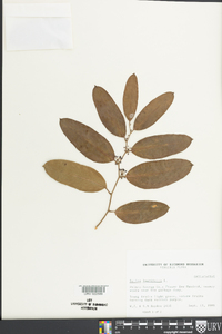 Smilax laurifolia image