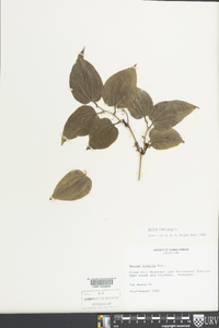Smilax tamnoides image