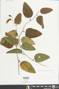 Smilax walteri image