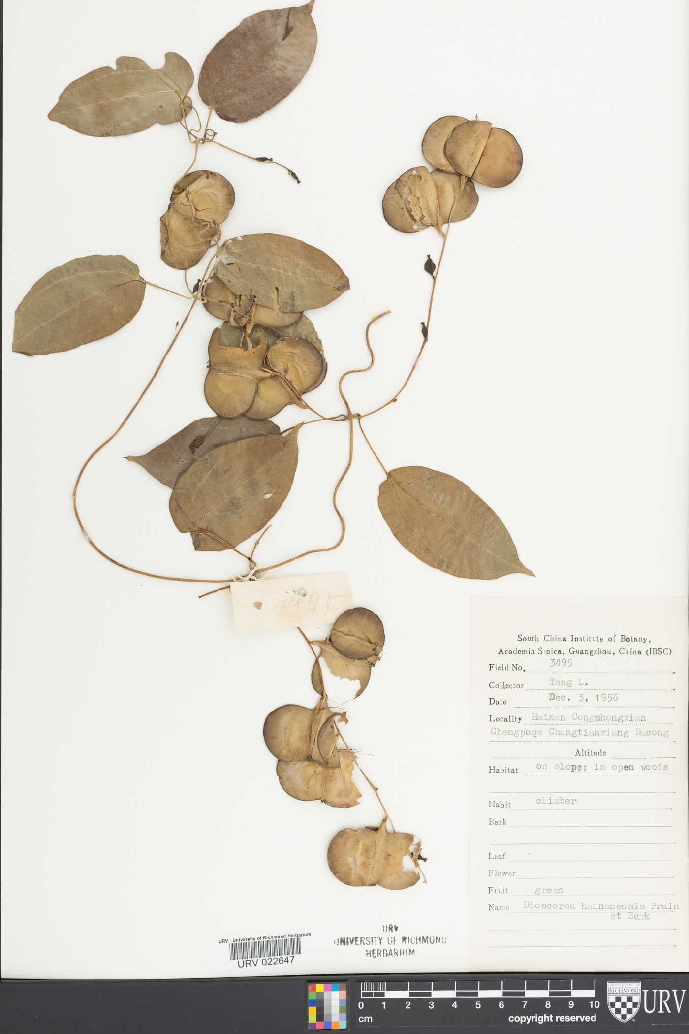Dioscorea fordii image