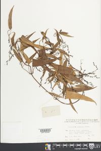 Dioscorea japonica image