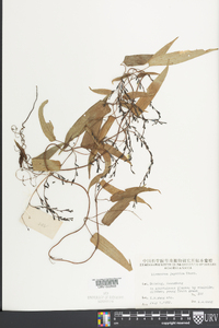 Dioscorea japonica image