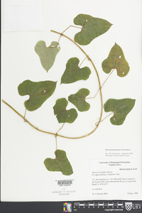 Dioscorea polystachya image