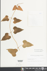 Dioscorea polystachya image