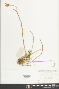 Media resource of Dendrobium aduncum